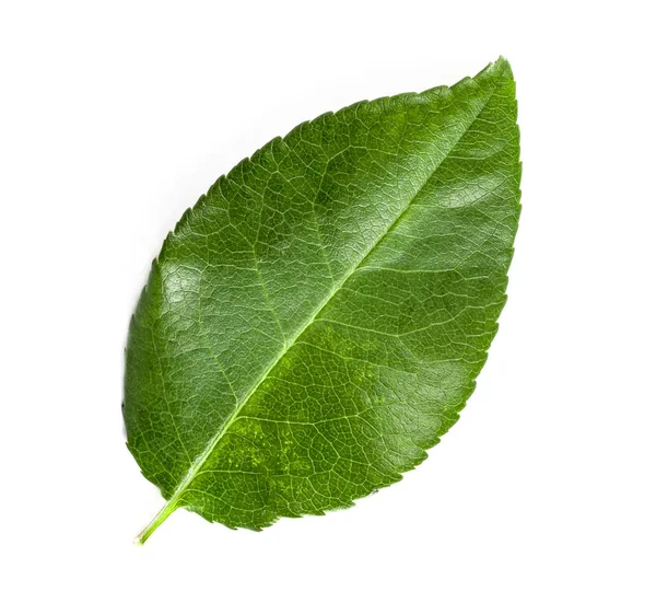 Green Leaf White Background Top View — Stock Photo, Image