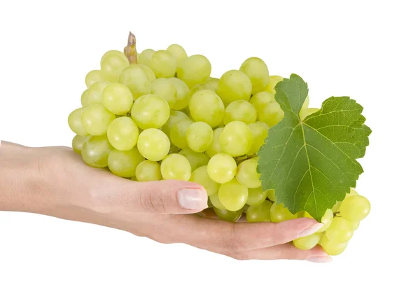 Mão Feminina Segurando Uvas Fundo Branco — Fotografia de Stock