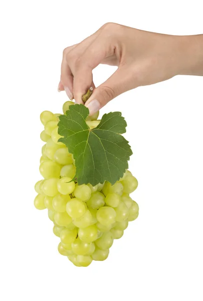 Mão Feminina Segurando Uvas Fundo Branco — Fotografia de Stock