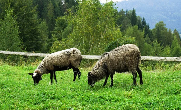 Две Овцы Зеленой Траве — стоковое фото