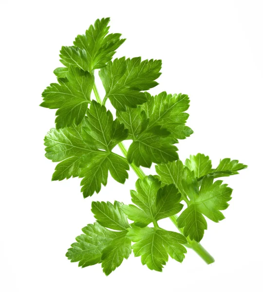 Parsley Leaf White Background — Stock Photo, Image