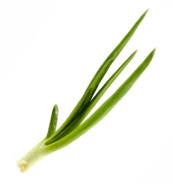 Beyaz arka planda taze yeşil soğan sapı. Tek bir taze soğan sapı beyaz arka planda yaprak ve kök izole edilmiş.