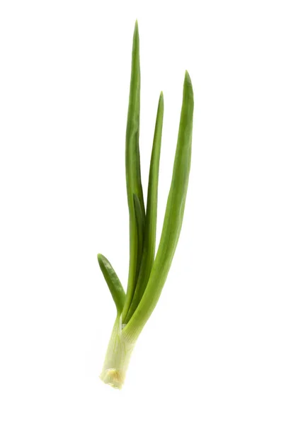Frischer Grüner Zwiebelstiel Auf Weißem Hintergrund Ein Einziger Frischer Stiel — Stockfoto