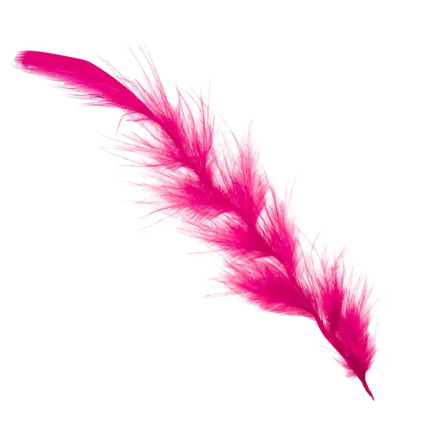 Red Feathers White Background — Stock Photo, Image