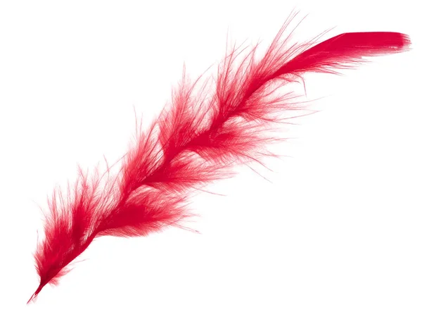 Red Feathers White Background — Stock Photo, Image