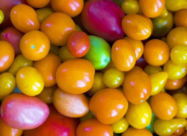 Diferentes Variedades Tomates Diferentes Colores Cultivo Propio — Foto de Stock