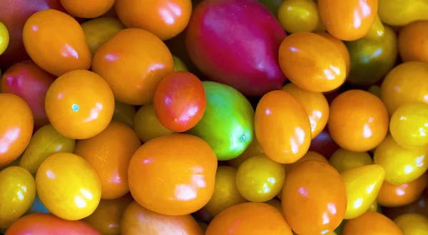 Diferentes Variedades Tomates Diferentes Colores Cultivo Propio — Foto de Stock