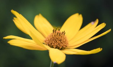 Sarı çiçek. Yaklaş.