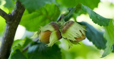 Fındık ağaçta yetişir.