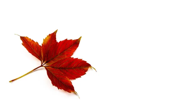 Herbsturlaub Auf Weißem Hintergrund — Stockfoto