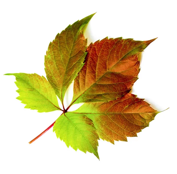 Autumn Leave White Background — Stock Photo, Image