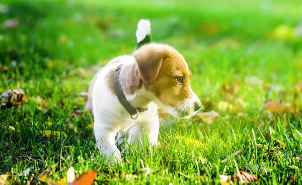 Cão Pequeno Parque — Fotografia de Stock