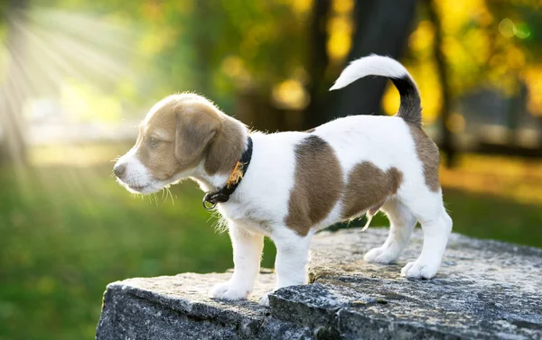 Filhote Cachorro Está Mura Pedra — Fotografia de Stock