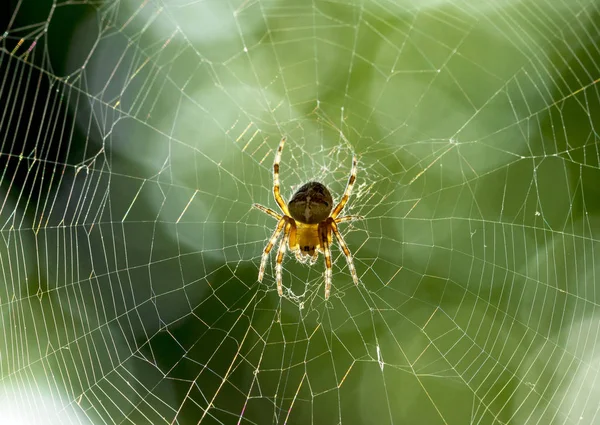 蜘蛛在网上 — 图库照片
