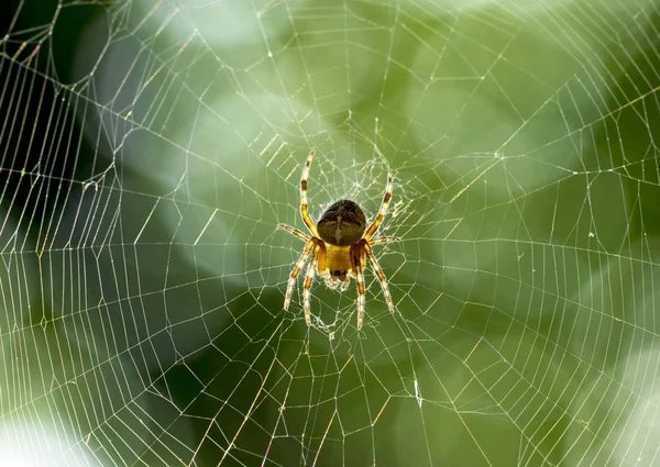 Araña Web — Foto de Stock