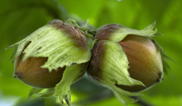 Hasselnöt Växer Trädet — Stockfoto