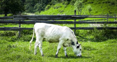 güzel küçük buzağı yeşil çim