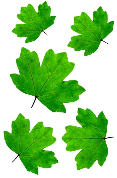 Maple Leaf Green Izolovaných Bílém Pozadí Ořezová Cesta Zahrnuté — Stock fotografie