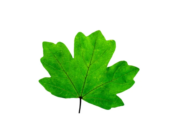 Green Maple Leaf Isolated White Background Clipping Path Included — Stock Photo, Image