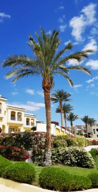 Mavi gökyüzü karşı bir palmiye ağacı ile otel Teras beyaz renkte.
