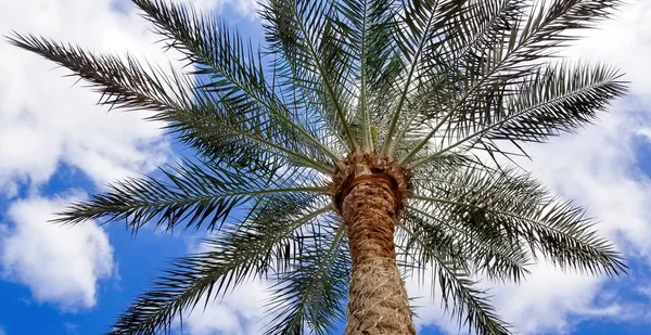 空に対するヤシの木 — ストック写真