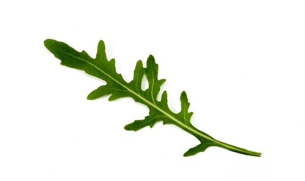 Cilantro Foglia Sfondo Bianco — Foto Stock