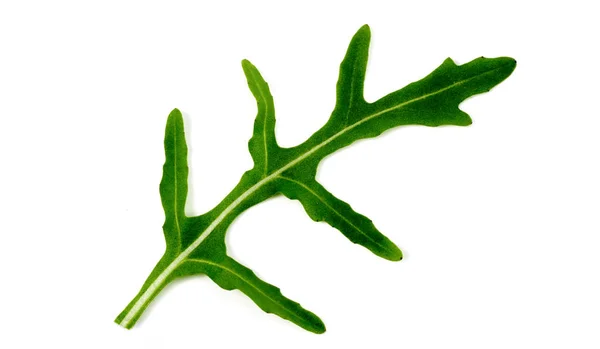 Cilantro Leaf White Background — Stock Photo, Image