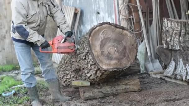 Houthakker met chainsaw. — Stockvideo