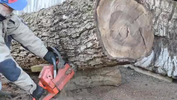 Madera con motosierra . — Vídeos de Stock