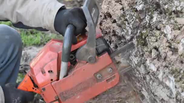 Houthakker met chainsaw. — Stockvideo