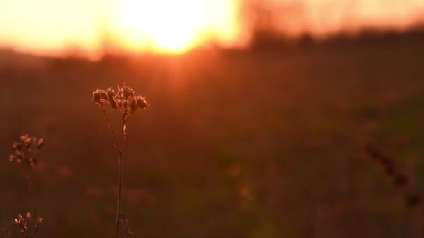 Belle scène de nature avec des fleurs en fleurs dans l'éruption du soleil. Mouvement lent . — Video