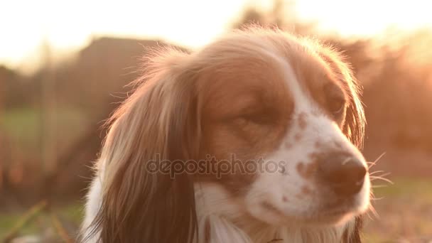 Mixed race dog sitting on the grass, looking away. — Stock Video