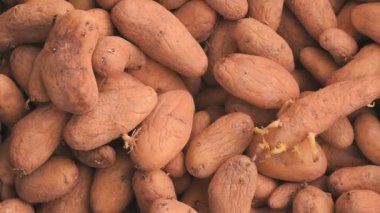 Patates tohumu ekime hazır. Yumrular lahanası ile yakın çekim.