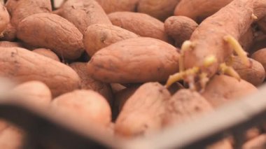Patates tohumu ekime hazır. Yumrular lahanası ile yakın çekim.