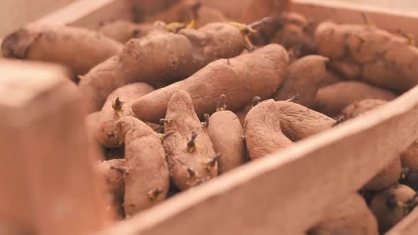Batatas de semente em caixa de plástico na fazenda italiana . — Vídeo de Stock