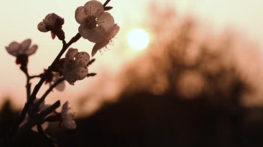 Ağır çekimde kapatın bahar çiçeği.