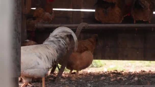 Galo sair de galinheiro . — Vídeo de Stock