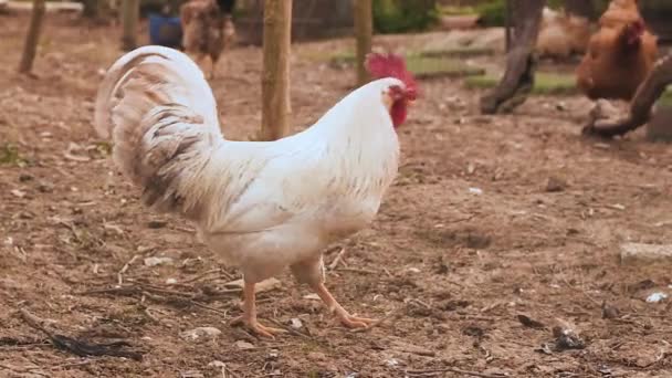Rooster walking in slow motion — Stock Video
