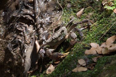 Küçük nehir Yengeç