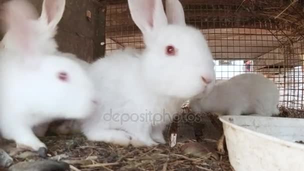 Lapins blancs dans une cage métallique .