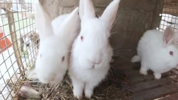 Família de coelhos brancos em uma jaula de arame . — Vídeo de Stock