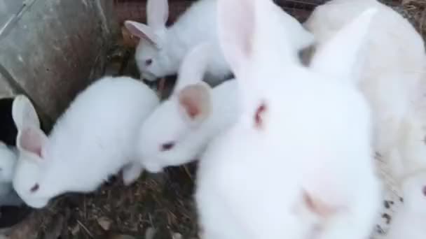 Familia de conejos blancos en una jaula de alambre . — Vídeos de Stock