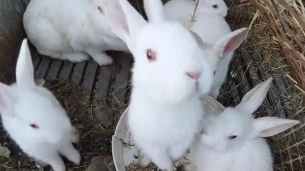 Familie weißer Kaninchen in einem Drahtkäfig. — Stockvideo