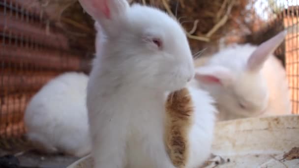 Sevimli küçük beyaz tavşan onun pençe yalama. — Stok video
