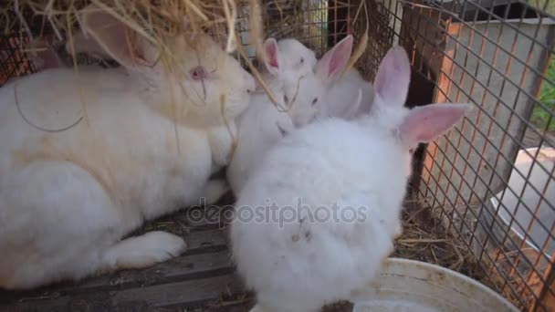 Famille des lapins blancs dans une cage métallique . — Video