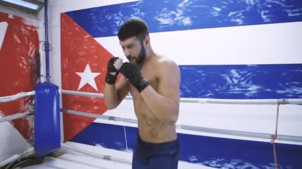 Mladý pejsek boxer dělá stín boxu cvičení. — Stock video