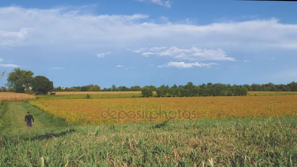 Jongeman in het veld — Stockvideo