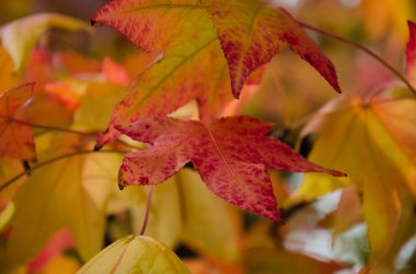 dalda sonbahar yaprakları