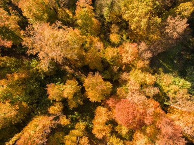 Sonbahar ormanının havadan görünüşü