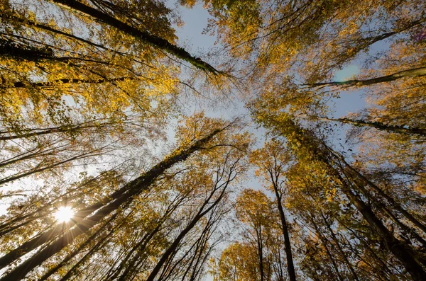 Sonbahar orman görünümü